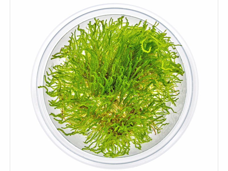 Flammen-Moos - Taxiphyllum sp. 'Flame Moss' in vitro